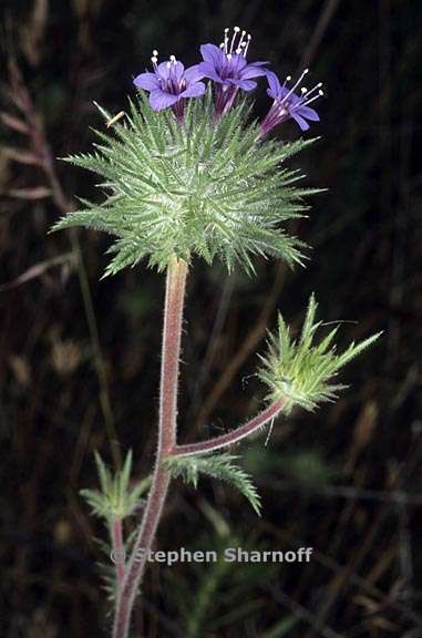 navarretia pubescens 2 graphic